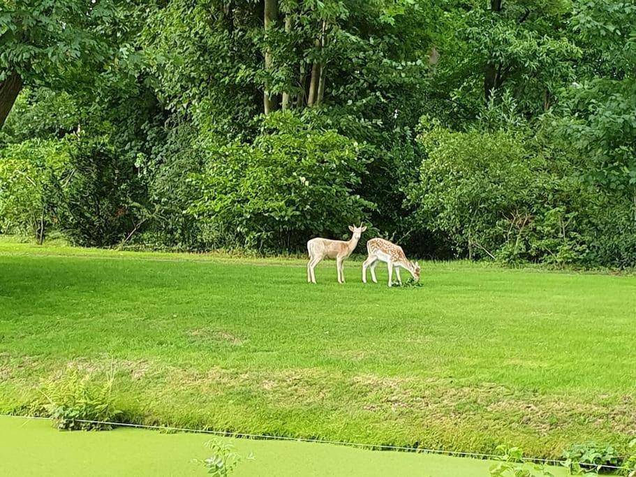 Midden In De Friese Bossen Op Landgoed Princenhof Oranjewoud Esterno foto